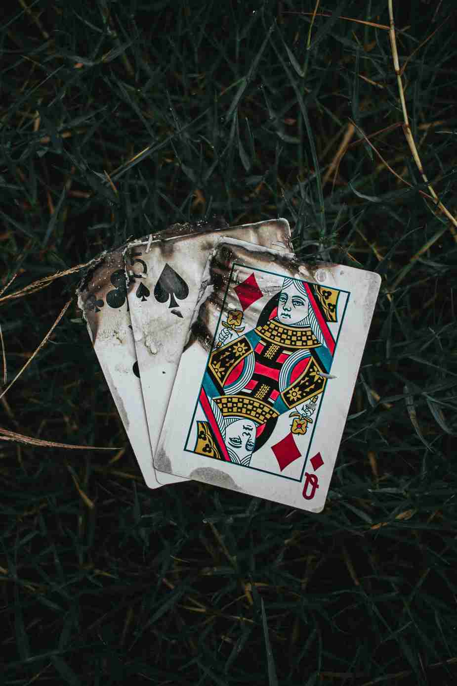 Twister Wins Big: Experience Live Casino Action with Real Dealers Twister Wins Big: Experience Live Casino Action with Real Dealers